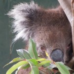 【オーストラリア11】コアラと記念撮影 in シドニー/コアラパーク