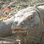 【インドネシア10】世界遺産のコモド国立公園でドラゴンに出会った～！