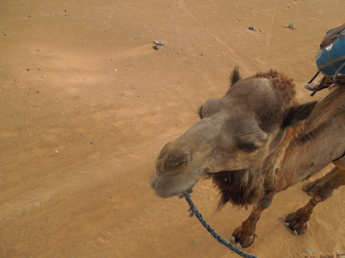 サハラ砂漠のラクダツアー。ラクダはラクじゃない！