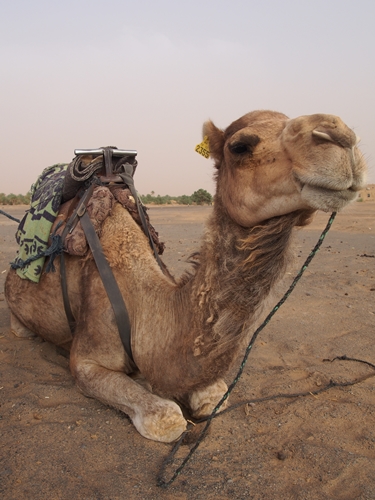 サハラ砂漠のラクダツアー。ラクダはラクじゃない！
