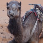 【モロッコ06】サハラ砂漠のラクダツアー。ラクダはラクじゃない！