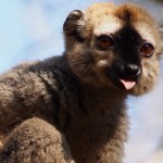 【マダガスカル05】キリンディ森林保護区　過酷な道の先には。。シファカとの出会い