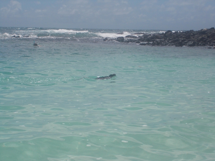 【エクアドル03】世界でここだけ！イグアナと泳げるビーチ。ガラパゴスPart2（サンタクルス島） (3)