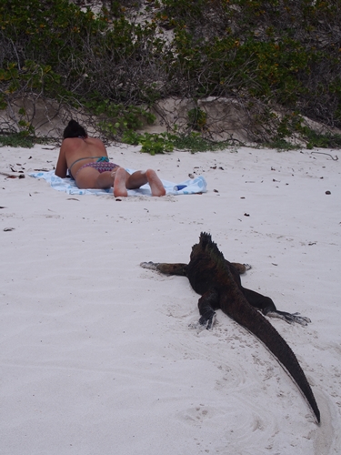 【エクアドル03】世界でここだけ！イグアナと泳げるビーチ。ガラパゴスPart2（サンタクルス島） (53)