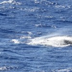 【ハワイ05】オアフでホエールウオッチング・ツアーに参加！ちゃんとクジラが見れました♪