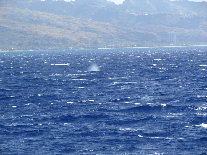 【ハワイ05】オアフでホエールウオッチング・ツアーに参加！ちゃんとクジラが見れました♪ (4)
