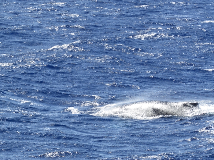 【ハワイ05】オアフでホエールウオッチング・ツアーに参加！ちゃんとクジラが見れました♪ (8)