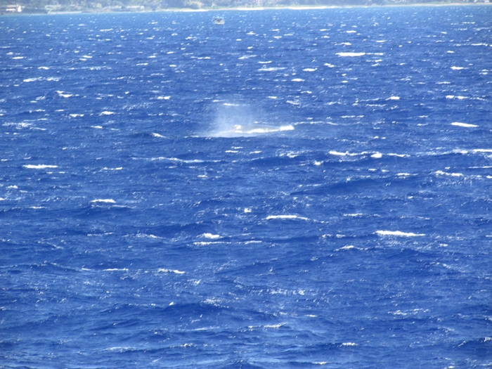 【ハワイ05】オアフでホエールウオッチング・ツアーに参加！ちゃんとクジラが見れました♪ (5)