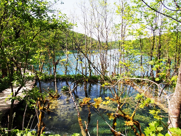 【クロアチア03】青と緑の美しいコントラスト。。世界遺産プリトヴィッツェ湖群国立公園 (11)