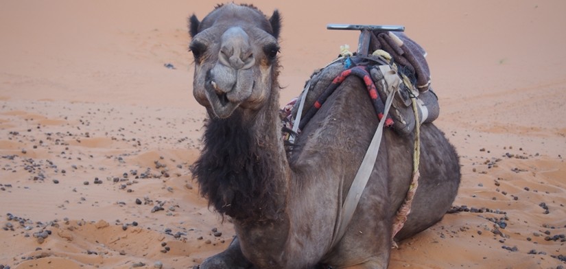 【モロッコ06】サハラ砂漠のラクダツアー。ラクダはラクじゃない！