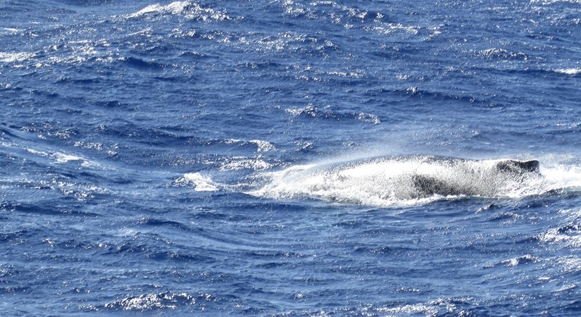 【ハワイ05】オアフでホエールウオッチング・ツアーに参加！ちゃんとクジラが見れました♪
